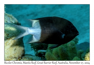 Bicolor Chromis