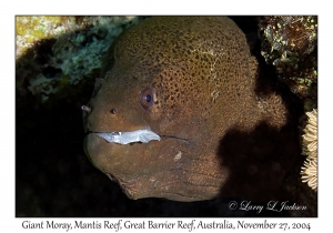 Giant Moray