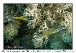 Silty Cardinalfish