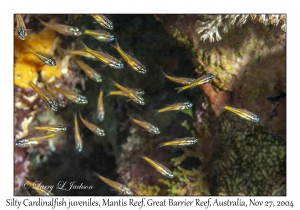 Silty Cardinalfish