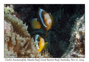 Clark's Anemonefish