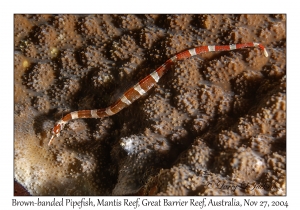 Brown-banded Pipefish