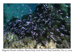 Magenta Slender Anthias