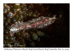 Unknown Flatworm