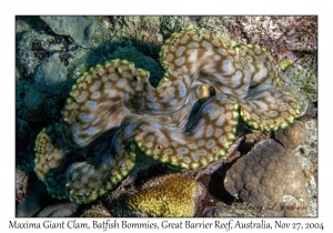 Maxima Giant Clam