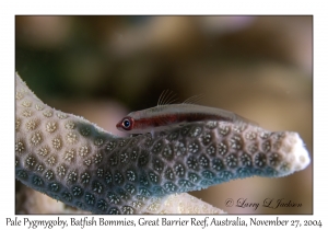 Pale Pygmygoby