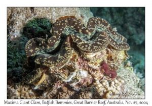 Maxima Giant Clam