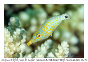 Longnose Filefish