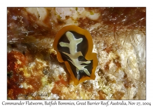 Commander Flatworm