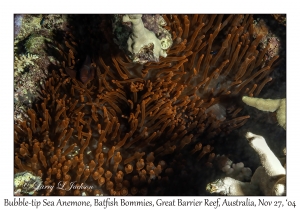 Bubble-tip Sea Anemone