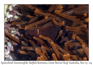 Spinecheek Anemonefish