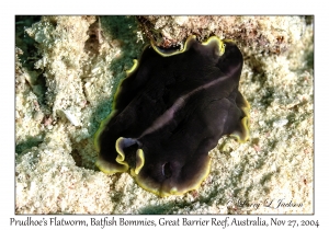 Prudhoe's Flatworm