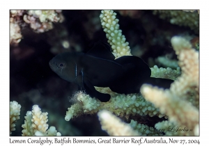 Lemon Coralgoby