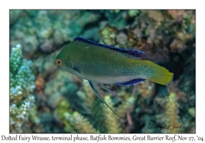 Dotted Fairy Wrasse