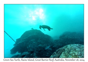 Green Sea Turtle