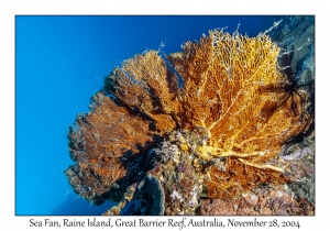 Sea Fan