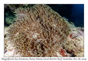 Magnificent Sea Anemone