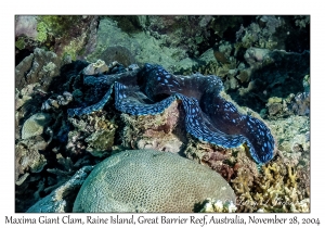 Maxima Giant Clam