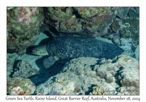 Green Sea Turtle