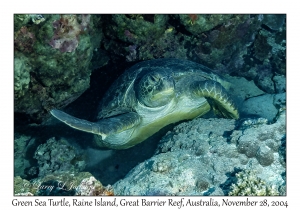 Green Sea Turtle