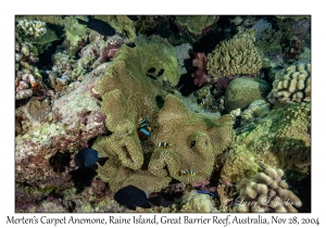 Merten's Carpet Anemone