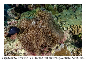 Magnificent Sea Anemone