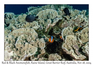 Red & Black Anemonefish