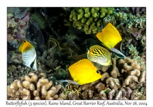 Butterflyfish