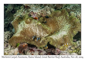 Merten's Carpet Anemone