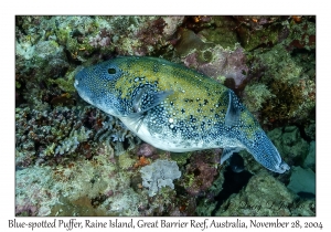 Blue-spotted Puffer