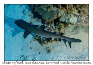 Whitetip Reef Shark