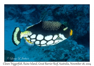 Clown Triggerfish