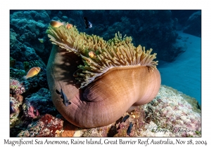 Magnificent Sea Anemone