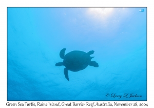 Green Sea Turtle