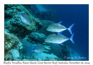 Bluefin Trevally