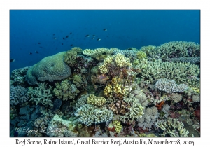 Reef Scene