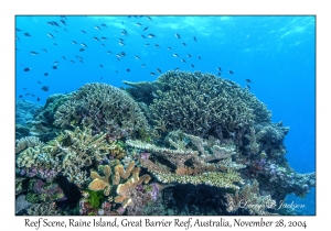 Reef Scene