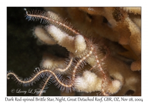 Dark Red-spined Brittle Star