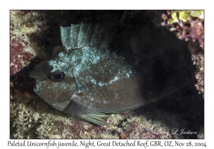 Paletail Unicornfish