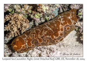 Leopard Sea Cucumber