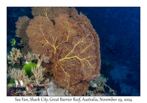 Sea Fan