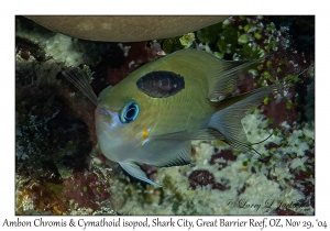 Ambon Chromis & Cymathoid isopod