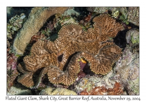 Fluted Giant Clam