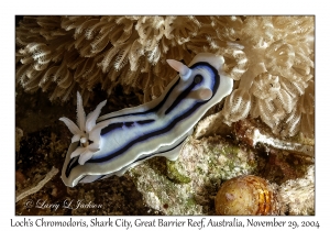 Loch's Chromodoris