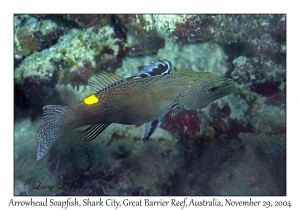 Arrowhead Soapfish