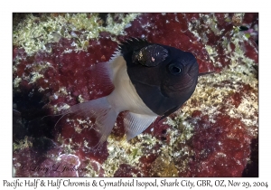 Pacific Half-&-Half Chromis & Cymathoid Isopod