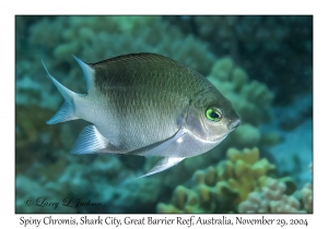 Spiny Chromis