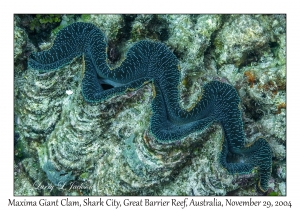 Maxima Giant Clam