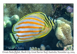 Ornate Butterflyfish