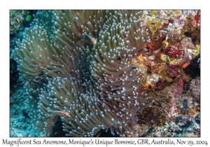 Magnificent Sea Anemone